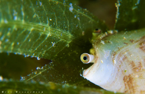 A small mussle is looking suspicious to me ;-) CANON 40D,... by Rico Besserdich 